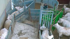 Les cages de contention représentent une sorte de couloir de contention qui a pour but : Les Installations Fixes De Contention La Manipulation Des Bovins En Toute Serenite