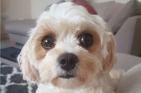 The costs may depend on several factors such as Do Cavachons Shed What Causes Excessive Shedding In These Dogs
