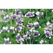Image result for Viola hederacea