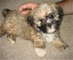 The pups can have the temperament of either breed. Shih Poo Dog Breed Pictures Hybrid Dogs 1