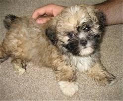 The shih tzu experienced another setback due to world war ii, but breeding picked up again during the 1950s and 60s. Shih Poo Dog Breed Pictures Hybrid Dogs 1
