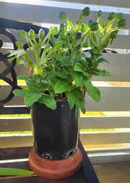 Image result for Bonatea