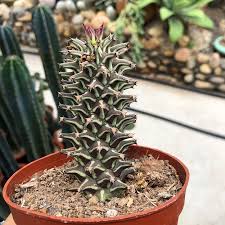 Image result for Monadenium