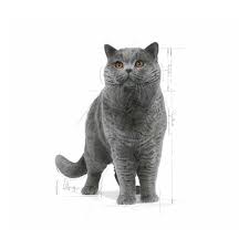 royal canin british shorthair kedi mamasi 4 kg markamama com tr
