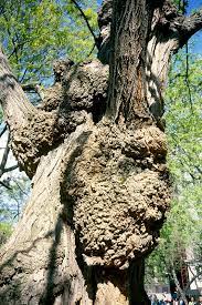 Tree With Crown Gall Disease Stock Image C001 6060 Science Photo Library