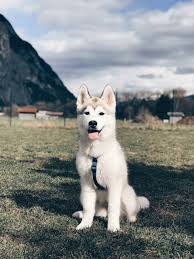 hunde knigge hunde netiquette regeln fur hundehalter kleiner hundehalter kurs verhalten von hundehaltern tipps fur di dogs beautiful dogs socializing dogs