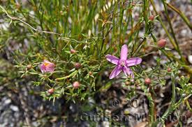Image result for Chironia gratissima
