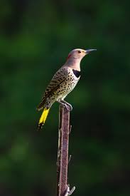 From middle english flikeren (to flutter), from old english flicerian, flicorian (to flutter). Take 5 Northern Flickers Your Great Outdoors