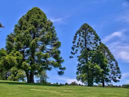Image result for Arauk rie Araucaria