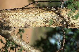 Image result for Acacia brevispica