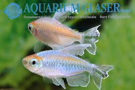 Wie die meisten salmler, ist auch der blaue kongosalmler sehr schallempfindlich. Kongosalmler Aquarium Glaser Gmbh