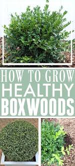 How To Grow Boxwoods The Creek Line House Boxwood Garden Outdoor Topiary Outdoor Landscaping