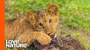 Baby Lion Cubs Taste Meat For The First Time Youtube