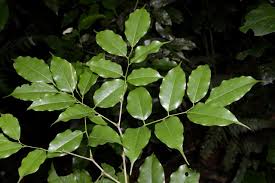 Image result for Craibia zimmermannii