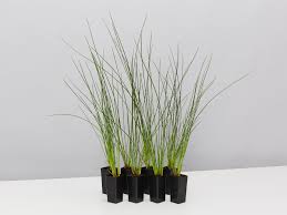 Image result for Ficinia