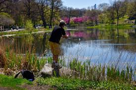 The bodies of water in central park support a wide variety of fish including black crappie, pumpkinseed sunfish, chain pickerel, catfish, bass, carp, bluegill sunfish, and crayfish. Central Park On Twitter Did You Know That There Are 8 Types Of Fish 2 Types Of Turtles That Live In The Harlem Meer Catch Release