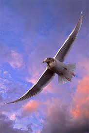 Soaring Seagull Sunset Sky Animal Photography Pet Portraits Photography Animals