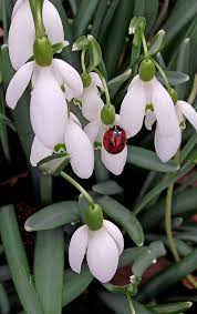 Lady Bird Lady Bird Idees De Jardin Fleur Fleurs Nature Fleurs Blanches