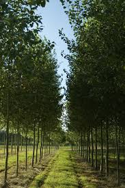 what attracts forest owners to bioenergy poplar tree trees and shrubs shrubs