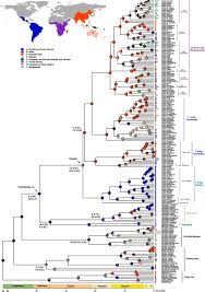 Image result for Arthropteris charletiana