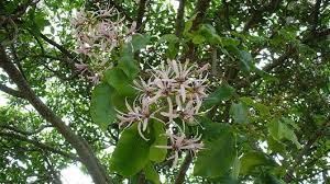 Image result for Rutaceae