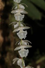 Image result for Diaphananthe odoratissima