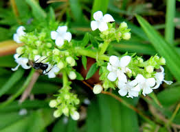 Image result for Scoparia dulcis