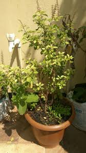 Here, you the final guide summarising if you end up with a yellow leaves basil plant for no apparent reason, welcome to the club. Tulsi Basil Leaves Turning Yellow Gardening Landscaping Stack Exchange