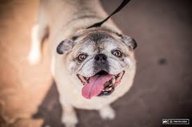 This behavior is often considered normal, but some dogs can become excessively aggressive due to learning and genetic factors. 16 Dogs Of Crankworx Whistler Pinkbike