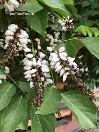 Image result for Millettia pinnata