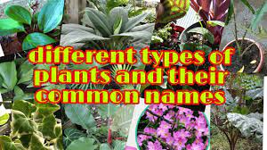 Maybe you would like to learn more about one of these? Different Types Of Plants And Their Common Names Youtube