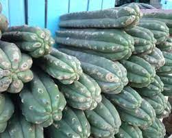 San pedro cactus was the equivalent and/or equal to 300 to 500 milligrams of pharmaceutical mescaline sulfate. Mescaline Cacti How Do You Use Peyote And San Pedro