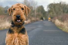 Want to adopt your first dog? The 20 Worst Dog Breeds For First Time Owners