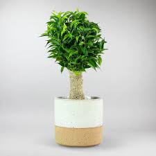 Image result for Ficus pseudomangifera