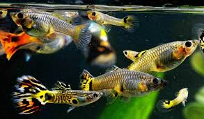 Check spelling or type a new query. Cara Ternak Ikan Guppy Di Ember Untuk Pemula Dan Praktis