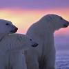 There's a seriously cute baby polar bear at the stuttgart zoo in germany and his name is wilbaer. 1