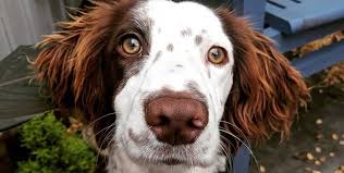 Moreover, a good bath along with trimming makes your dog feel much better, especially during the hot summer months. 18 Times Springer Spaniels Mixed With Other Breeds And The Result Was Absolutely Pawsome Petpress