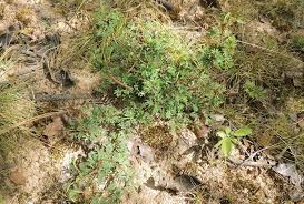 Image result for Kotschya strobilantha