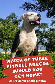Pin On Dog Breed Information