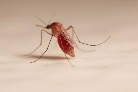 Maybe you would like to learn more about one of these? What Pests Look Like Mosquitos Identify Mosquitos Orkin