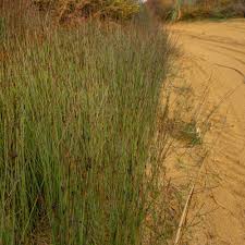 Image result for Maerua juncea