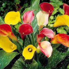 Image result for Zantedeschia
