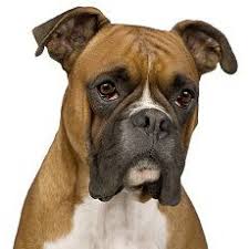 Should i water my lawn today? Meredith Anderson Lakenormanpets Twitter