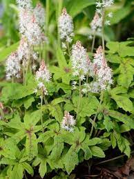 Remember to avoid planting perennials too near a tree whose roots might compete for soil nutrients. 20 Plants For Where The Sun Don T Shine Shade Perennials Shade Flowers Shade Plants