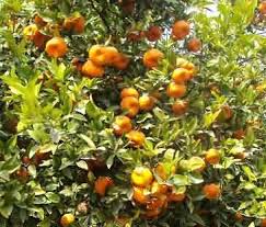Both pests can enter homes and buildings by the hundreds and thousands. 12 Important Insect Pests Of Citrus And Their Management Krishisewa