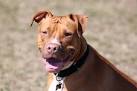 19 Pit Bull Mixes That Will Make You Scream "I WANT ONE"