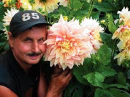 strong>Die Hit-Parade der Dahlien-Blütenriesen</strong>