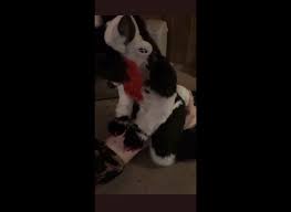 Gassy furry face sitting - ThisVid.com на русском