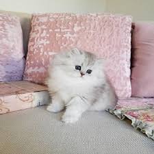Find munchkin in cats & kittens for rehoming | 🐱 find cats and kittens locally for sale or adoption in canada : Los Angeles Munchkin Kittens For Adoption Munchkin Kittens For Sale Persian Cat