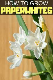 How To Grow Paperwhites Narcissus Bulbs Paperwhites Fragrant Flowers